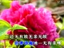 豫剧《断桥》选段恨上来骂法海不如禽兽(伴奏）