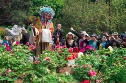 实景版的汉剧演出将赏花与戏曲融合圈粉